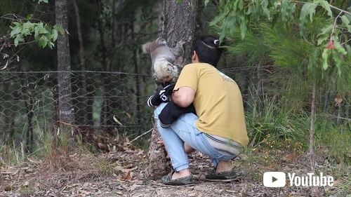 救助されたコアラ