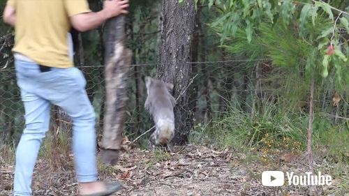 救助されたコアラ