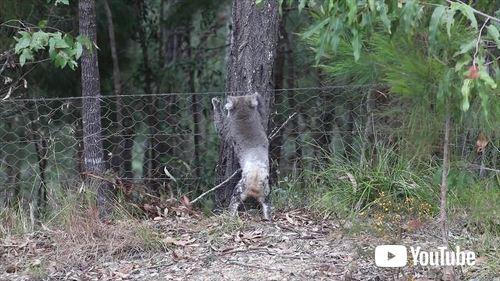 救助されたコアラ