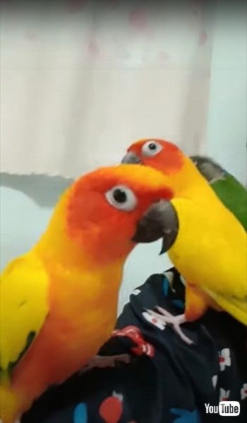 歌に合わせてダンスするインコたち