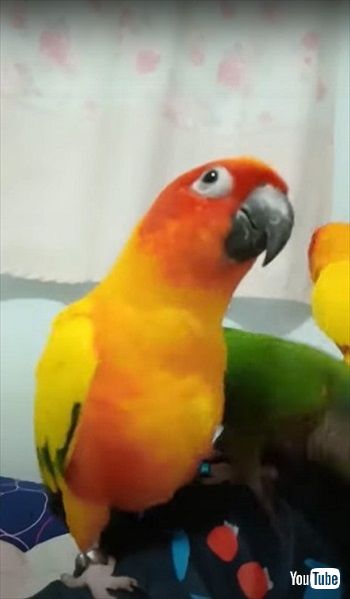 歌に合わせてダンスするインコたち