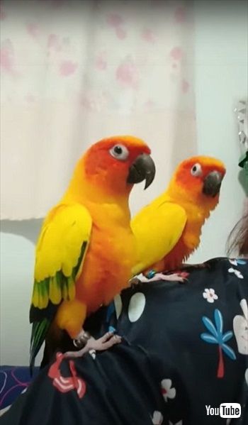 踊る2匹のインコ