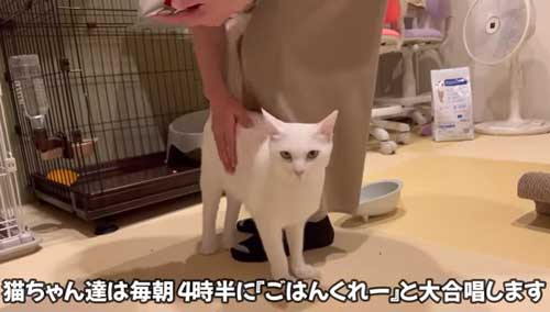 ごはんをねだる猫