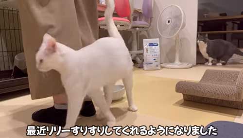 すりよる猫
