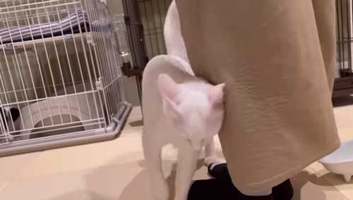 すりすりする猫