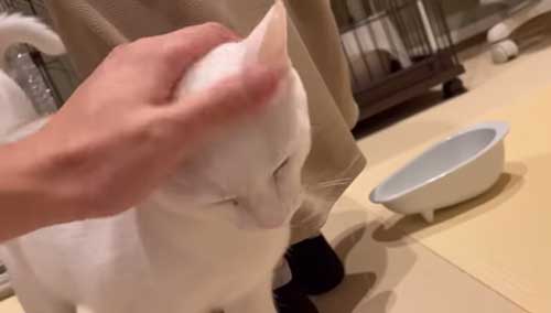 なでられる猫