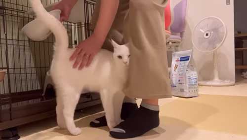 甘えん坊な猫