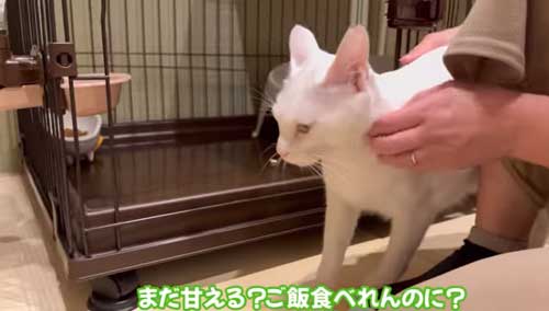 甘えることを優先する猫