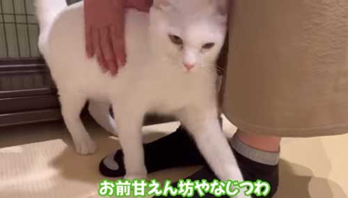 甘えん坊を発揮する猫