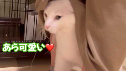 足の間に入る猫