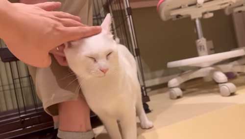 なでられて喜ぶ猫