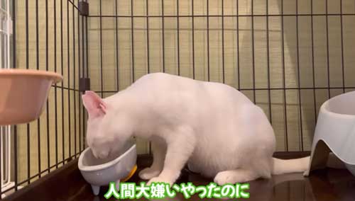 ごはんを食べる猫