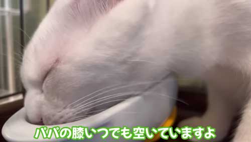 ごはんを食べる猫拡大