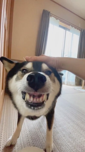 食レポする柴犬