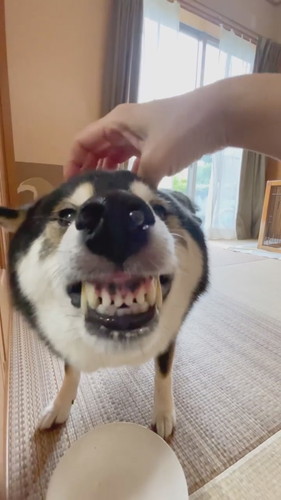 葉をムキッと出す柴犬