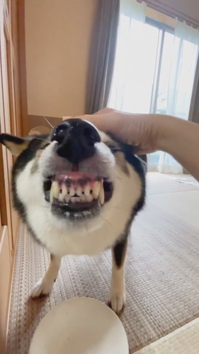 うれしそうな柴犬