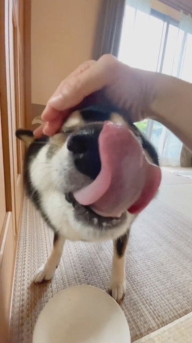 鼻をなめる柴犬