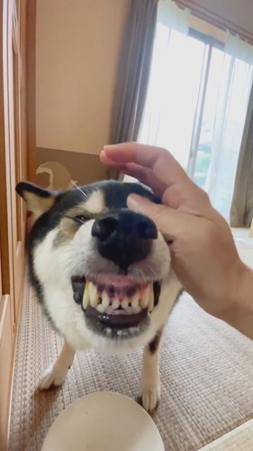 なでられる柴犬