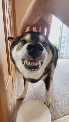 あいらしい黒柴