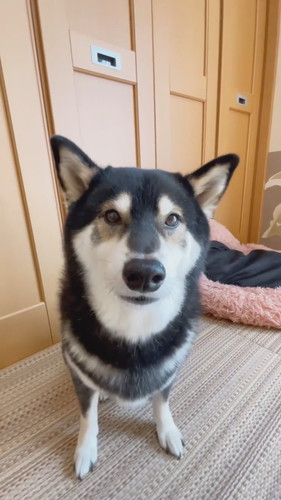 なでられ待ちの柴犬