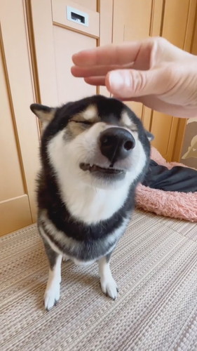 頭を寄せる柴犬