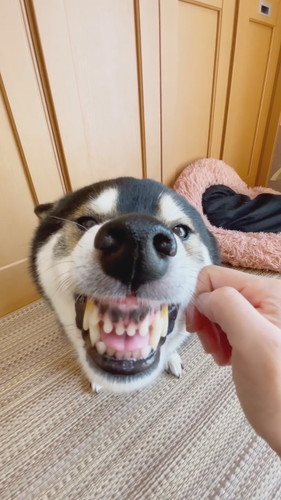 ガルガル言う柴犬