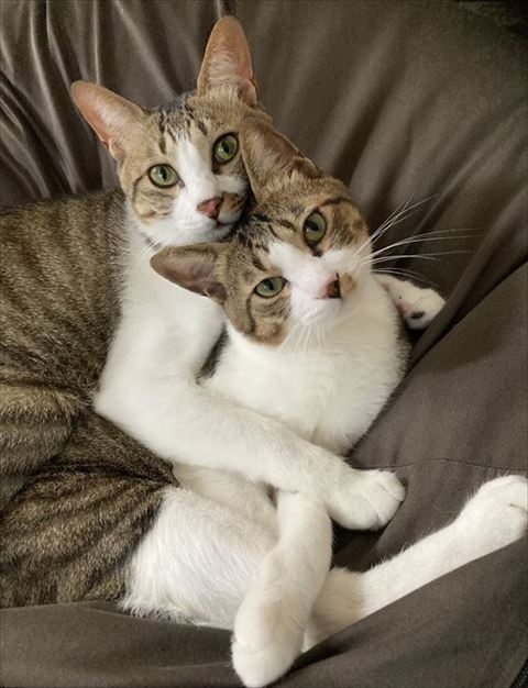 ハグしてる猫