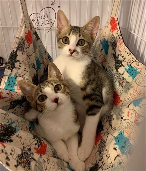 子猫2匹