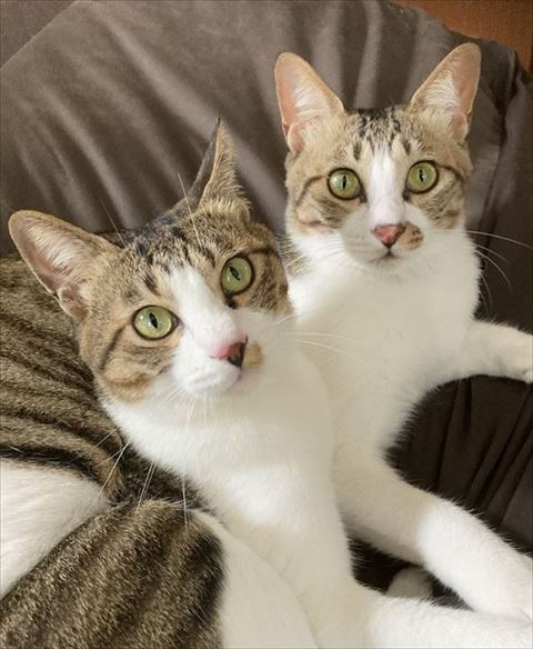 ソファで寄り添うふたり