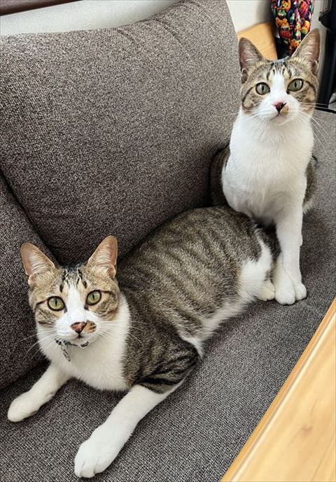 伏せしてる猫と座ってる猫