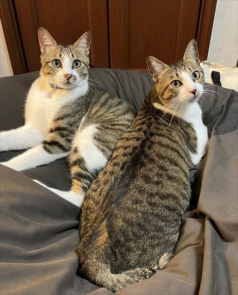 背中見せてる猫