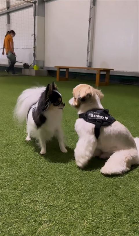 向かい合うワンコ