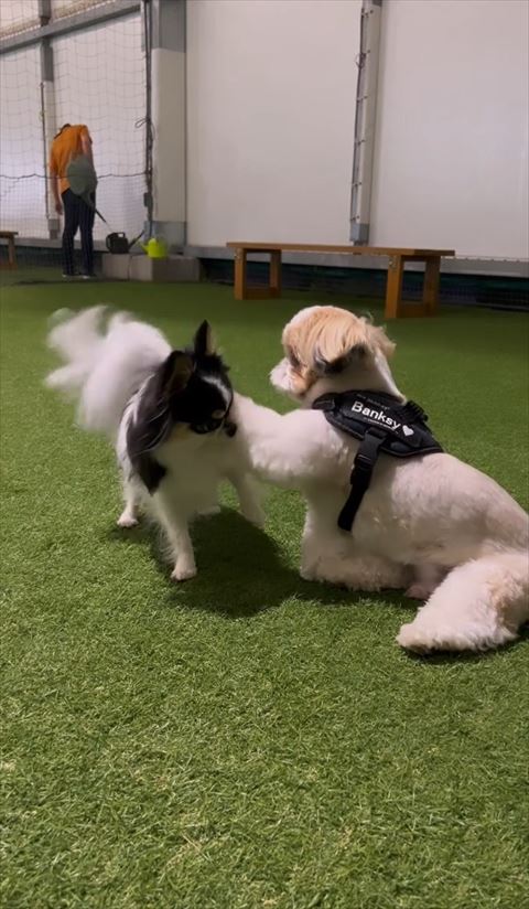 相手のワンコ片足あげてる