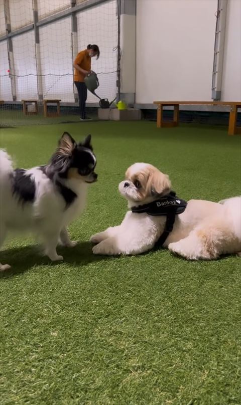 伏せしてワンコ見つめる