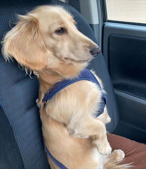 立っているようなワンコ