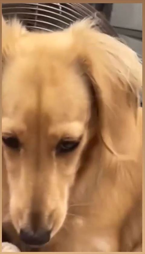 こっちに来ようとするカニンヘンダックスフント