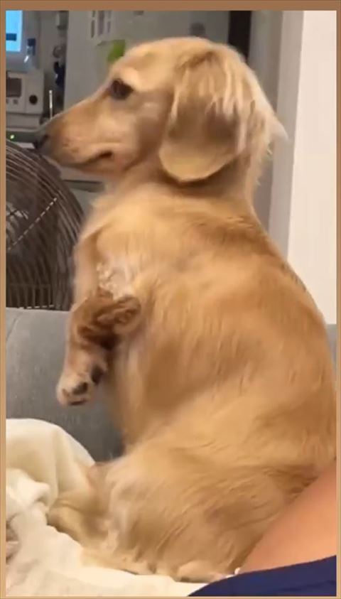 身をのけぞるカニンヘンダックスフント