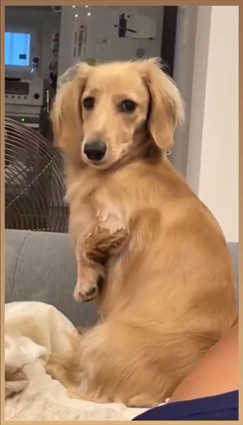 こっちを見るカニンヘンダックスフント