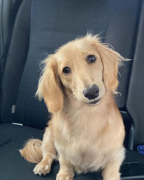 首かしげるワンコ