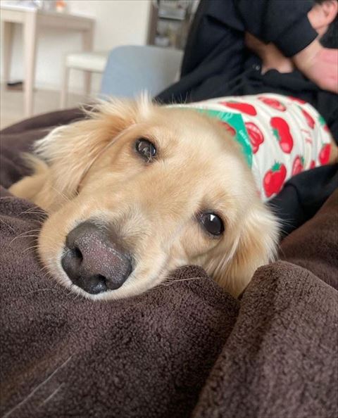 眠そうなワンコ