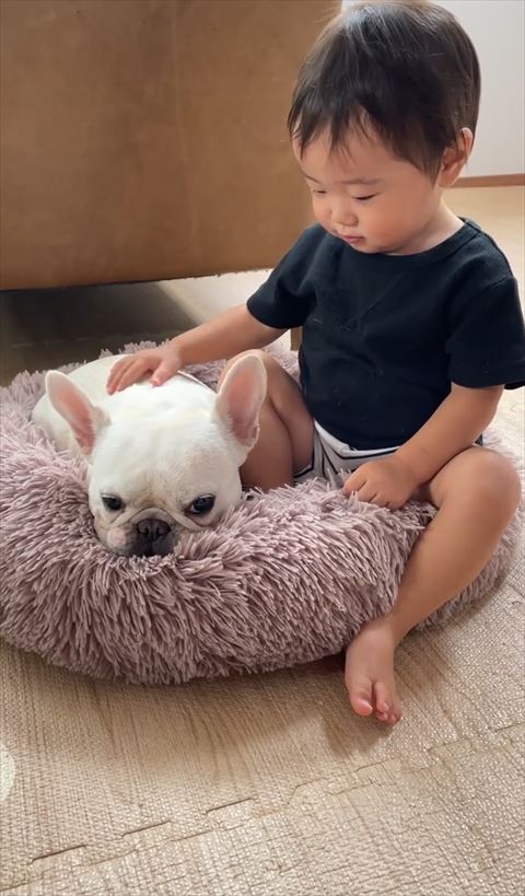 ワンコを見てなでる息子さん