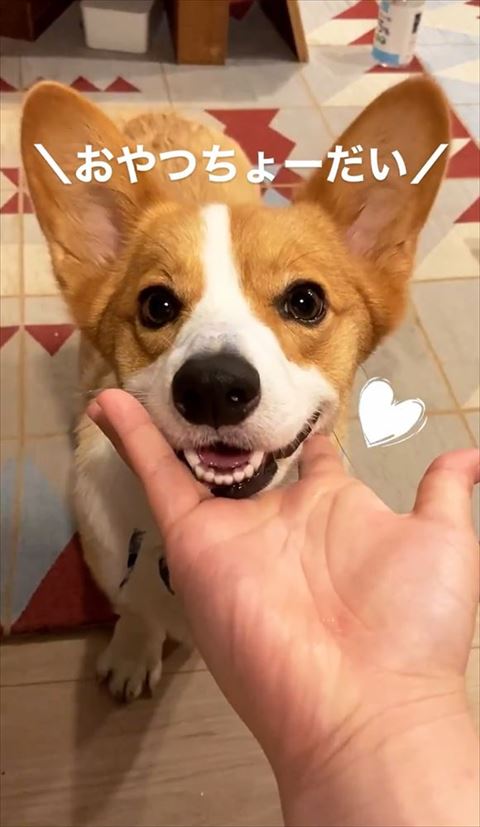 アゴのせワンコ