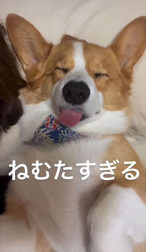 ねむたすぎるテロップ