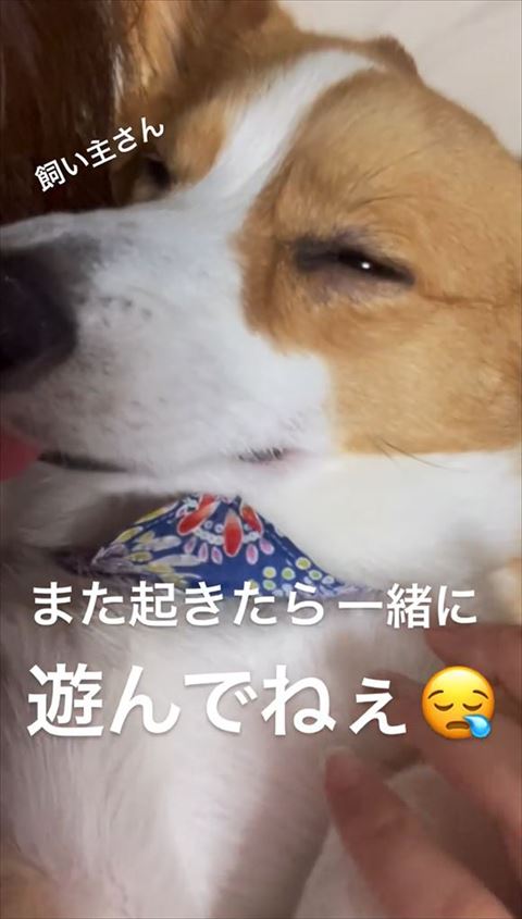 うっすら目をあけるワンコ