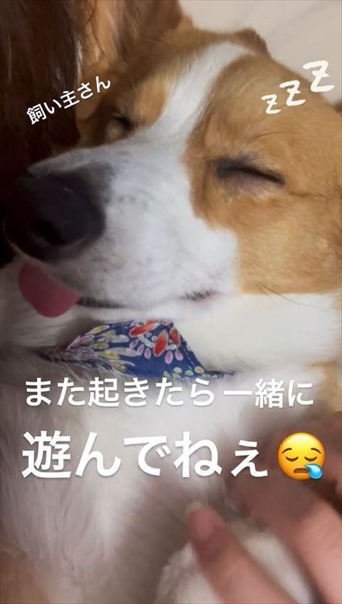 寝るワンコアップ