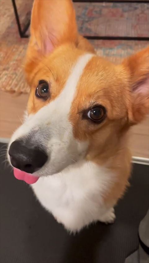 首かしげるワンコ