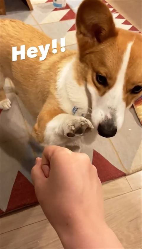 ハイタッチするワンコ