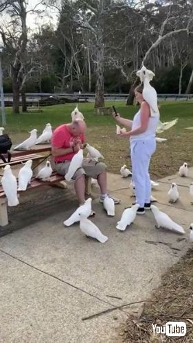 オウムに囲まれる男女