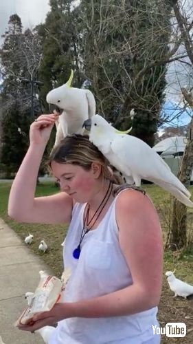 オウムに囲まれる男女