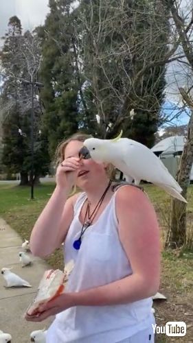 オウムにエサをあげる女性